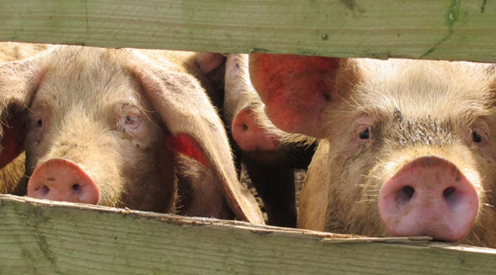 Settling in (a change of pace part 2)